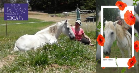Workshop Trabalho em Liberdade, Horsemanship e Comportamento Equino - 19 e 20 de Maio de 2018
